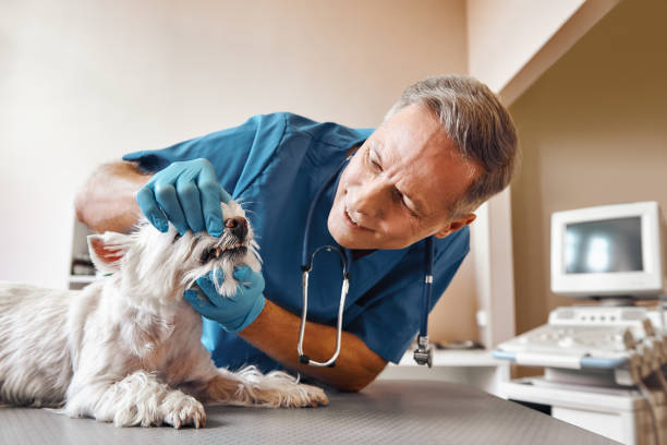 Best Emergency Root Canal Therapy in Gregory, TX